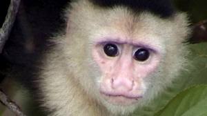 capuchin_monkey