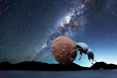 milky-way_NG_dung_beetle