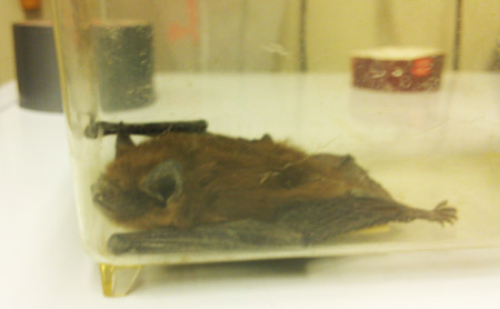 bat_removed_from_atrium_450