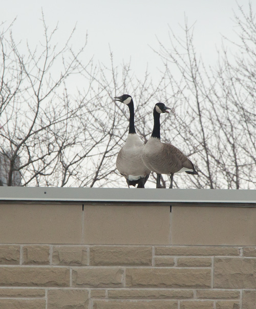 geese_on_science_600