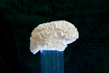 Model of brain white matter